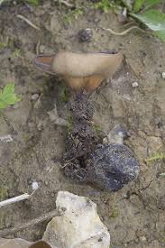 Attēlu rezultāti vaicājumam “Dumontinia tuberosa”