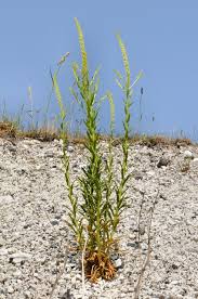 Image result for Reseda luteola