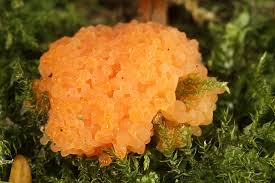 Attēlu rezultāti vaicājumam “Siphoptychium violaceum young”