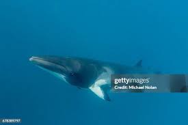 Image result for Balaenoptera acutorostrata