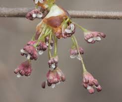 Attēlu rezultāti vaicājumam “Ulmus laevis”