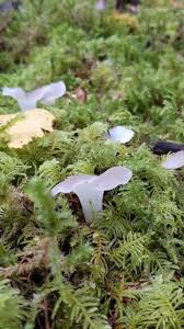 Attēlu rezultāti vaicājumam “Pseudohydnum gelatinosum”