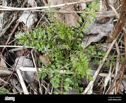 Attēlu rezultāti vaicājumam “Cardamine impatiens”
