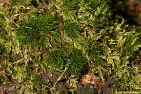 Attēlu rezultāti vaicājumam “Dicranum viride”