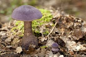 Attēlu rezultāti vaicājumam “Cortinarius violaceus”