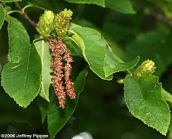Attēlu rezultāti vaicājumam “Betula alleghaniensis fruit”