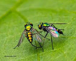 Attēlu rezultāti vaicājumam “Dolichopodidae”