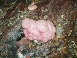 Attēlu rezultāti vaicājumam “Amaurochaete fusiformis”