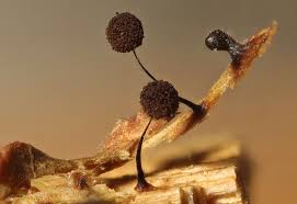 Attēlu rezultāti vaicājumam “Comatricha fragilis spores”