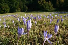 Attēlu rezultāti vaicājumam “Crocus speciosus”