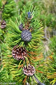 Attēlu rezultāti vaicājumam “Pinus mugo fruit”
