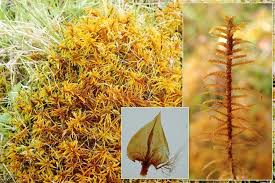 Attēlu rezultāti vaicājumam “Helodium blandowii”