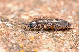 Attēlu rezultāti vaicājumam “Orchesella sp.”