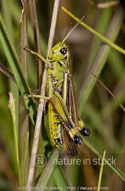 Attēlu rezultāti vaicājumam “Stethophyma grossum”