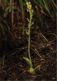 Attēlu rezultāti vaicājumam “Hammarbya paludosa flower”