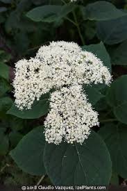 Attēlu rezultāti vaicājumam “Hydrangea arborescens”