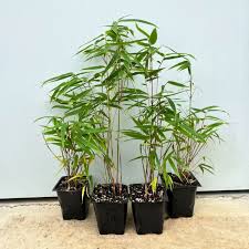 Attēlu rezultāti vaicājumam “Cribraria rufa young”