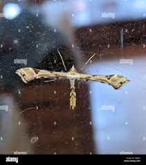 Attēlu rezultāti vaicājumam “Platyptilia sp.”