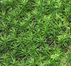 Attēlu rezultāti vaicājumam “Polytrichum formosum”