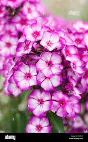 Image result for Phlox paniculata `Sweet Summer`