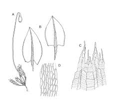 Attēlu rezultāti vaicājumam “Bryum pallescens”