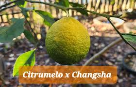 Attēlu rezultāti vaicājumam “Cynosurus cristatus fruit”