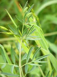 Attēlu rezultāti vaicājumam “Peucedanum palustre leaf”