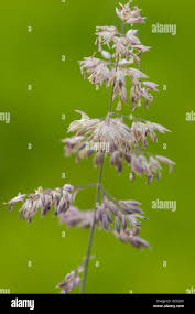 Attēlu rezultāti vaicājumam “Holcus lanatus  flower”