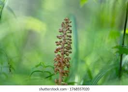 Attēlu rezultāti vaicājumam “Neottia nidus-avis bud”