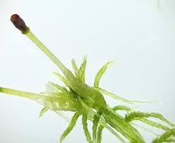 Attēlu rezultāti vaicājumam “Sphagnum fimbriatum”