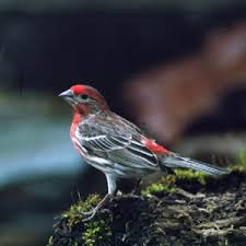 Attēlu rezultāti vaicājumam “Fringillidae”