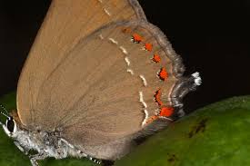 Attēlu rezultāti vaicājumam “Satyrium ilicis underside”
