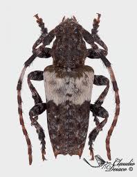 Attēlu rezultāti vaicājumam “Pogonocherus hispidulus”