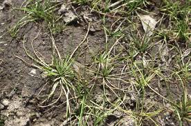 Attēlu rezultāti vaicājumam “Isoetaceae”