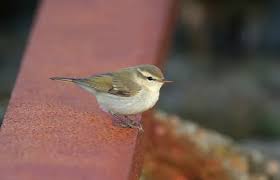 Attēlu rezultāti vaicājumam “Phylloscopus trochiloides”