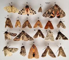 Attēlu rezultāti vaicājumam “Diacrisia sannio female”