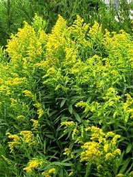 Image result for Solidago virgaurea