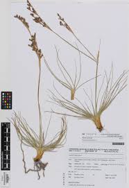 Attēlu rezultāti vaicājumam “Juncus squarrosus”