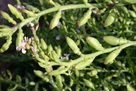 Attēlu rezultāti vaicājumam “Cakile maritima subsp. baltica leaf”