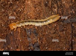 Attēlu rezultāti vaicājumam “Pyrochroidae larva”