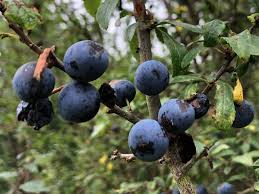 Attēlu rezultāti vaicājumam “Prunus spinosa fruit”