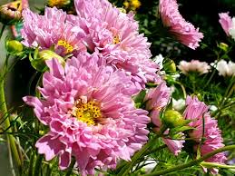 Image result for Schmuckkörbchen