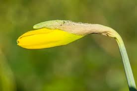 Attēlu rezultāti vaicājumam “Narcissus bud”
