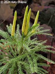 Attēlu rezultāti vaicājumam “Diachea muscorum stalked”