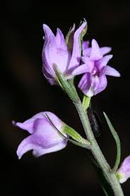 Attēlu rezultāti vaicājumam “Cephalanthera rubra leaf”