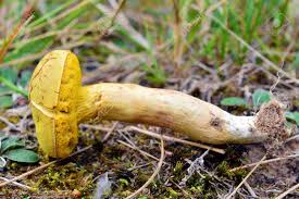 Attēlu rezultāti vaicājumam “Xerocomus subtomentosus”