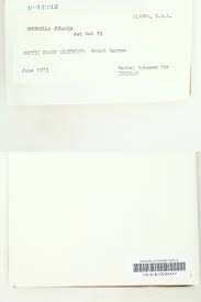 Attēlu rezultāti vaicājumam “Myurella julacea”