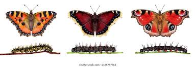 Attēlu rezultāti vaicājumam “Inachis io upperside”