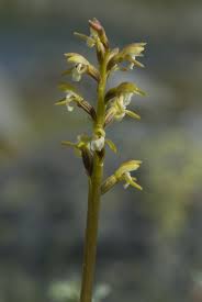 Attēlu rezultāti vaicājumam “Corallorhiza trifida”