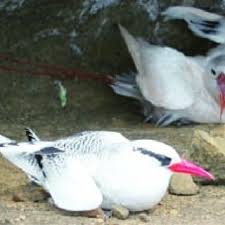 Image result for Phaethon aethereus